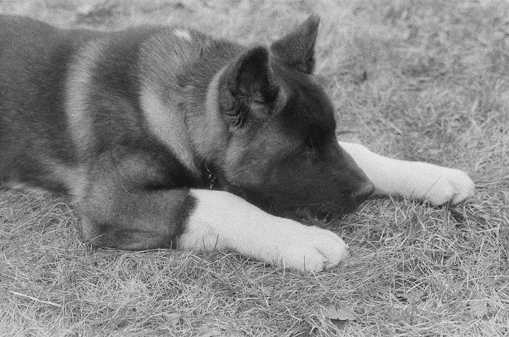  queenie — photo 11 
