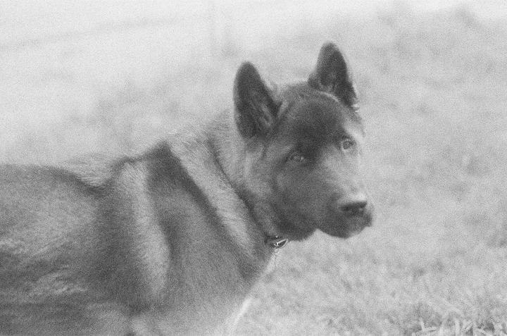  queenie — photo 15 